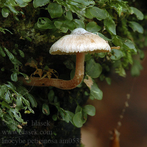 Inocybe petiginosa am0533