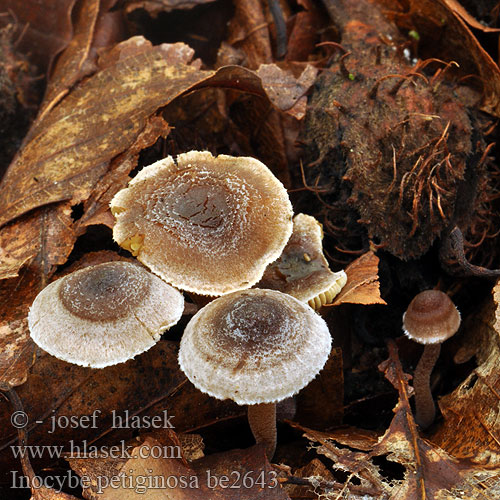 Inocybe petiginosa be2643