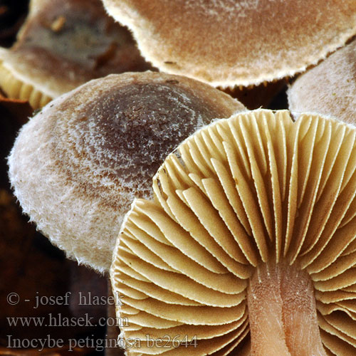 Inocybe petiginosa be2644