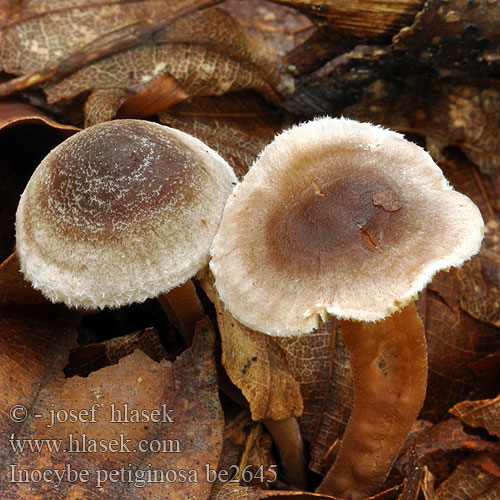 Kääpiörisakas Inocybe chapeau Poedersteeltje Dvergtrevlesopp Strzępiak malutki Dvärgtråding Inocybe petiginosa Vláknice pavučinatá Scurfy Fibrecap Vláknica páperistá Graugezonter Risspilz Zwerg-Risspilz Liden trævlhat