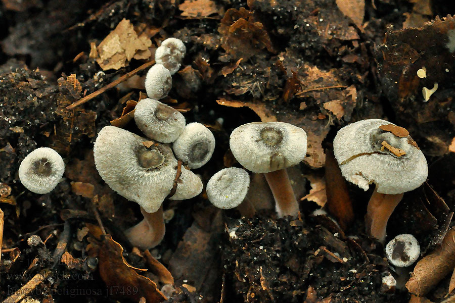 Vláknice pavučinatá Inocybe petiginosa