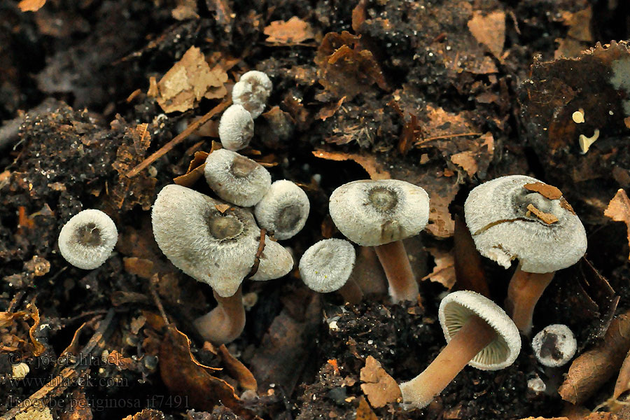 Inocybe petiginosa