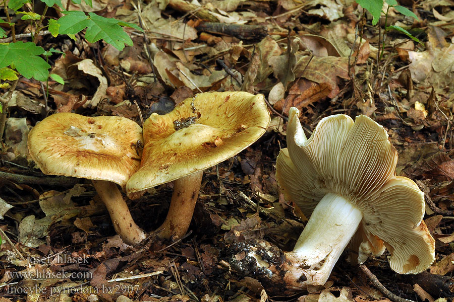 Inocybe pyriodora Vláknice jablečná Birnen-Rißpilz