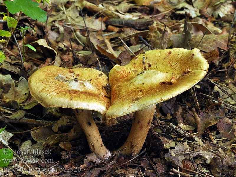 Inocybe pyriodora Inocybe odeur poire Körteillatú susulyka