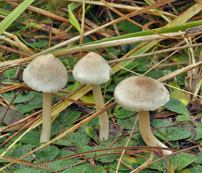 Inocybe sindonia Vláknice sindonská Wolligfädiger Risspilz