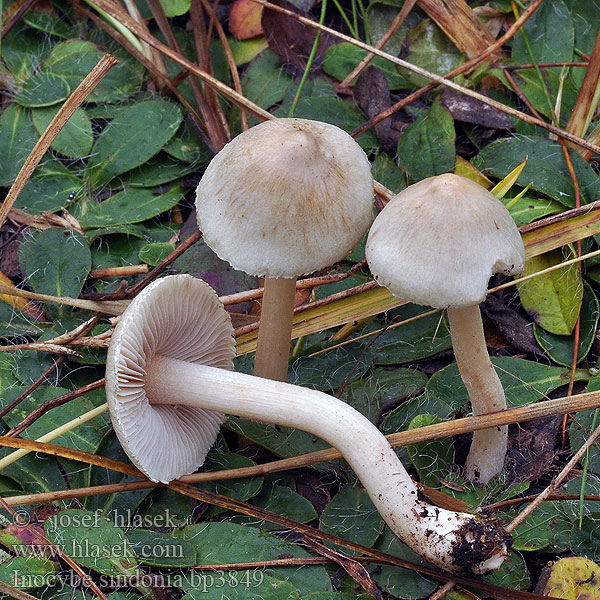 Inocybe sindonia Blonde vezelkop Vláknica sindonská