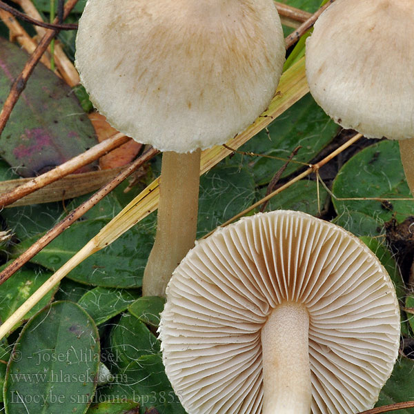 Inocybe sindonia Bleg trævlhat Blektråding