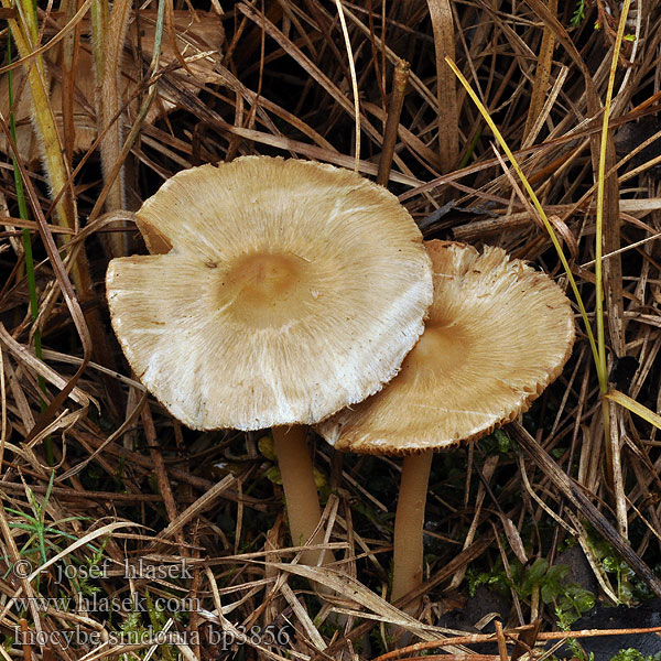 Inocybe sindonia Kittirisakas Kittrevlesopp