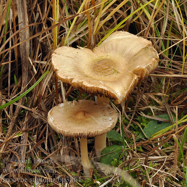 Inocybe sindonia Wolligfädiger Risspilz