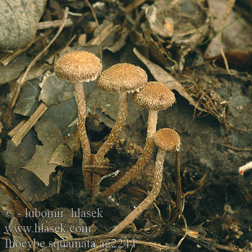 Inocybe squamata ag2244