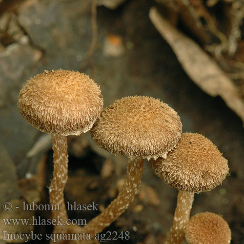 Inocybe squamata ag2248