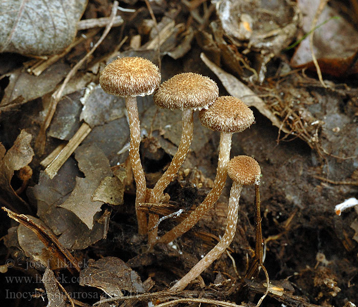 Inocybe squarrosa Liten piggtråding Schuppiger Zwergrisspilz