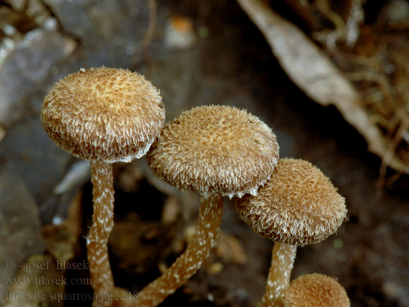 Inocybe squarrosa ag2248