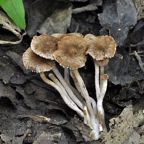 Inocybe squarrosa bk7585