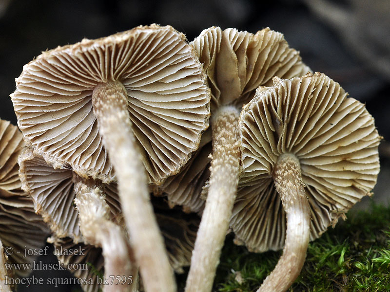 Inocybe squarrosa bk7595