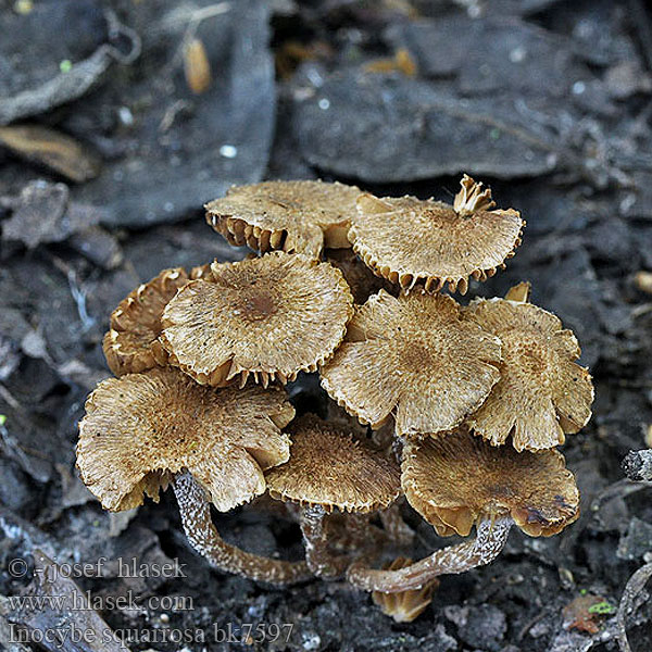 Inocybe squarrosa bk7597