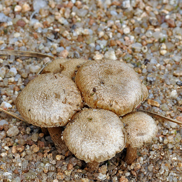 Inocybe stenospora bm4803