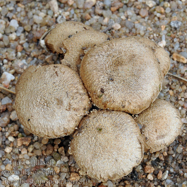 Inocybe stenospora bm4810