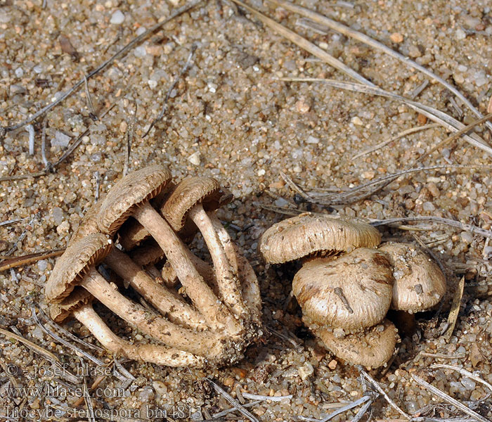 Braunblättriger Dünen-Risspilz Inocybe stenospora <!-- голос -->