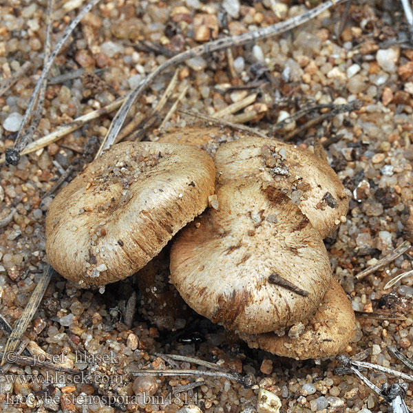 Inocybe stenospora Braunblättriger Dünen-Risspilz <!-- голос -->