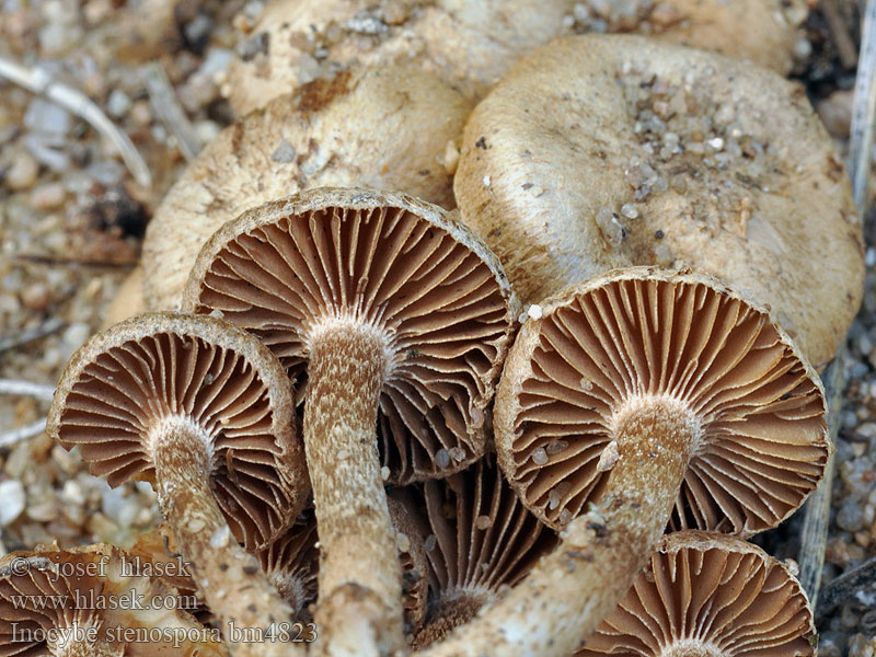 Inocybe stenospora Braunblättriger Dünen-Risspilz <!-- голос -->