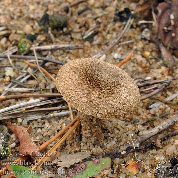 Inocybe stenospora bp3491