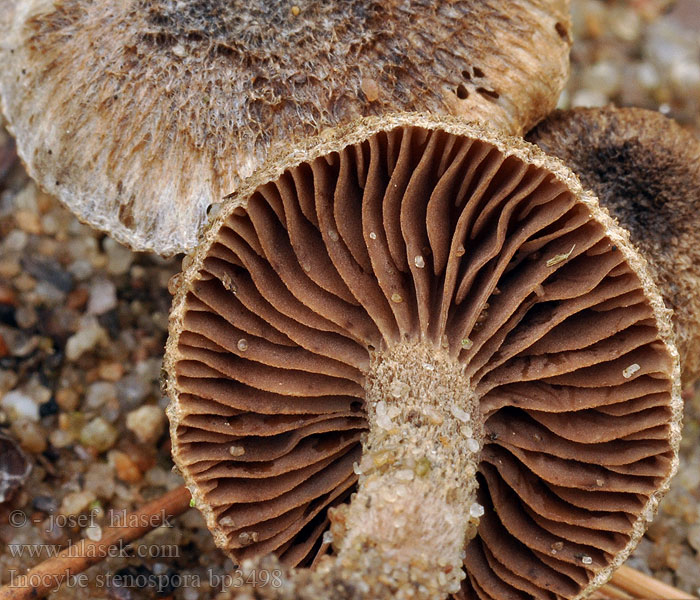 Inocybe stenospora bp3498