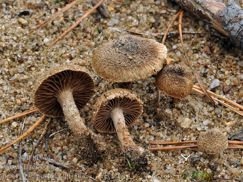 Inocybe stenospora bp3503