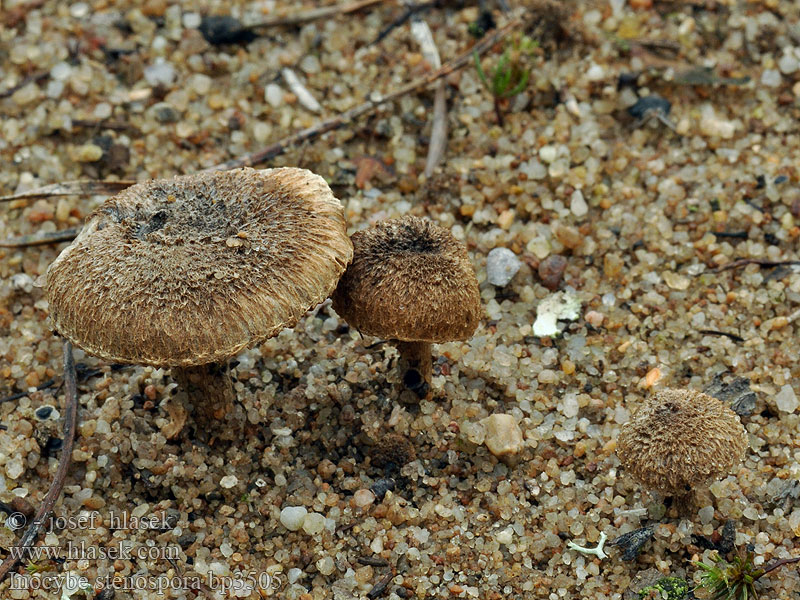 Inocybe stenospora bp3505