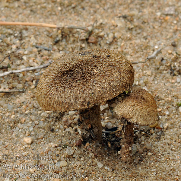 Inocybe stenospora bp3656