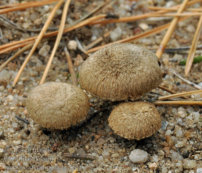 Inocybe stenospora bp3659