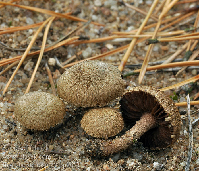 Inocybe stenospora bp3661