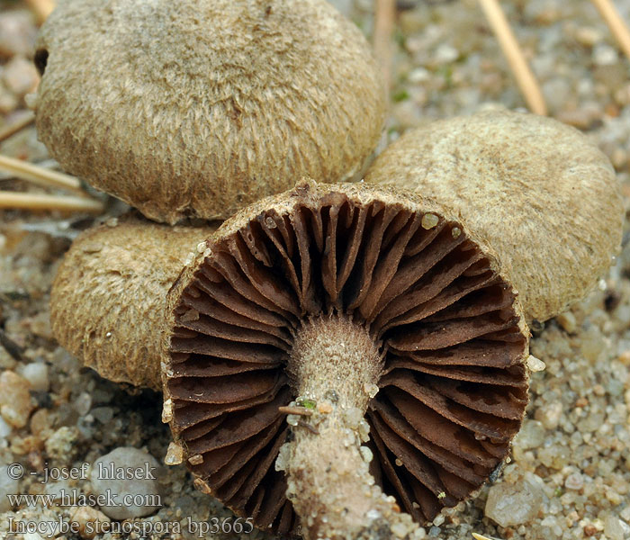 Inocybe stenospora bp3665