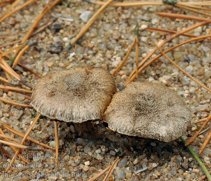 Inocybe stenospora bp3669