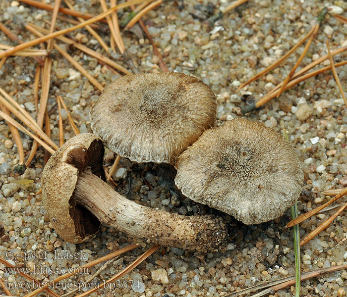 Inocybe stenospora bp3674