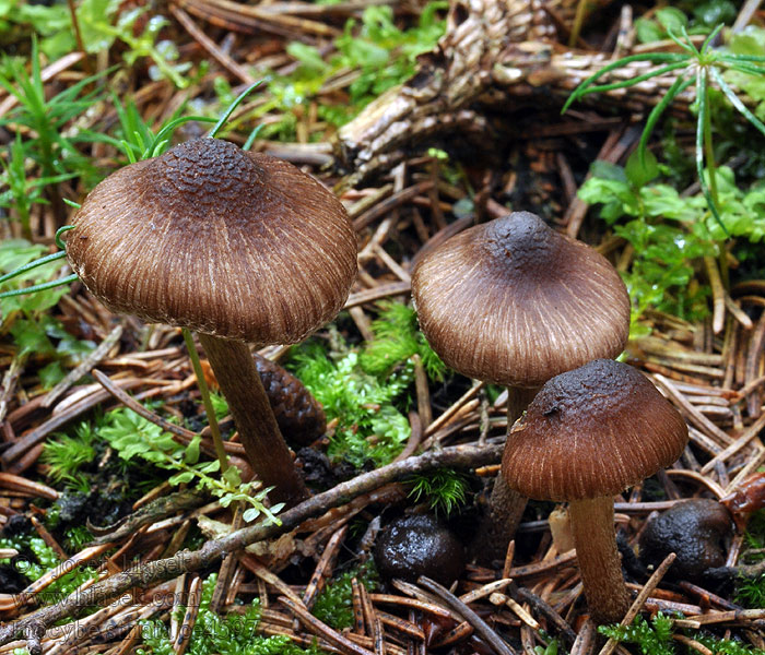 Inocybe striata acuta Vláknice žíhaná Spitzer Risspilz