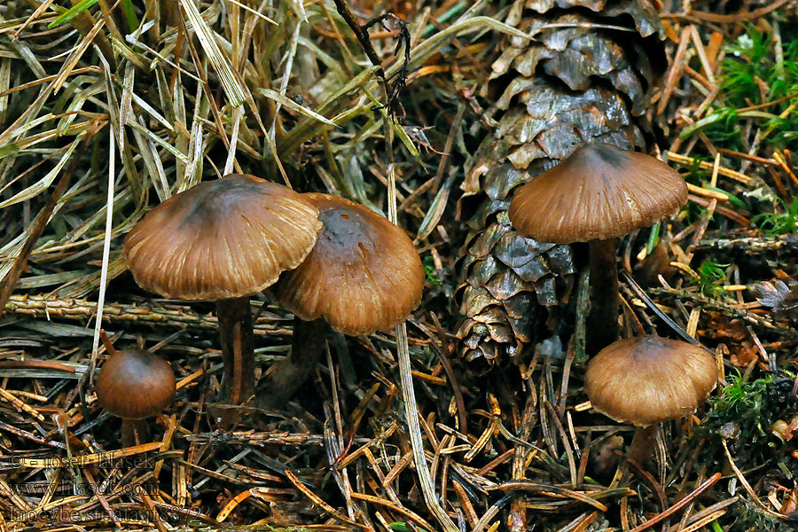 Spitzer Risspilz Inocybe striata