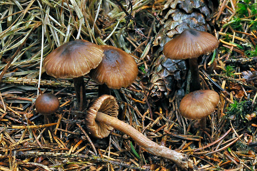 Spitse vezelkop Inocybe striata