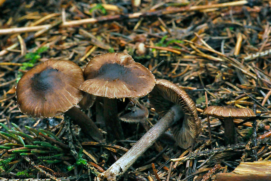 Spids trævlhat Spetstråding Inocybe striata