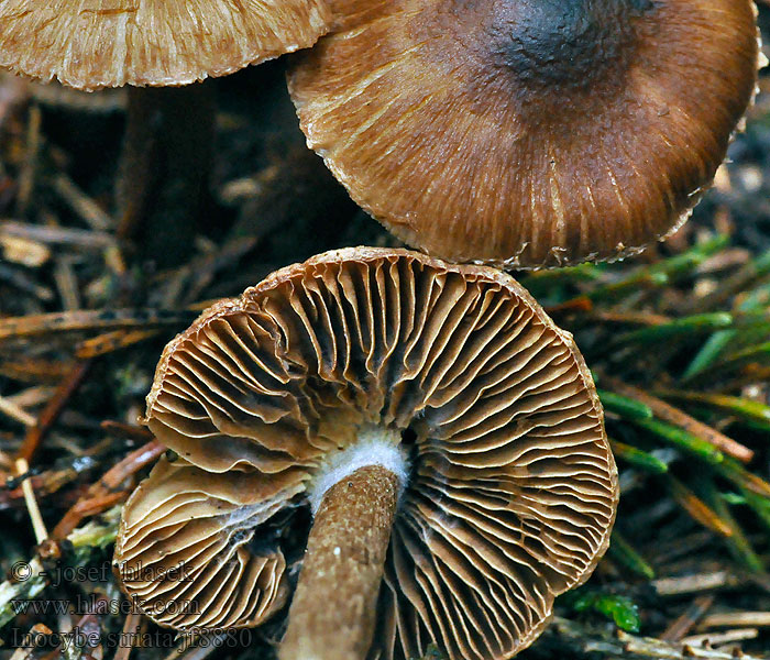 Волоконница острая Inocybe striata