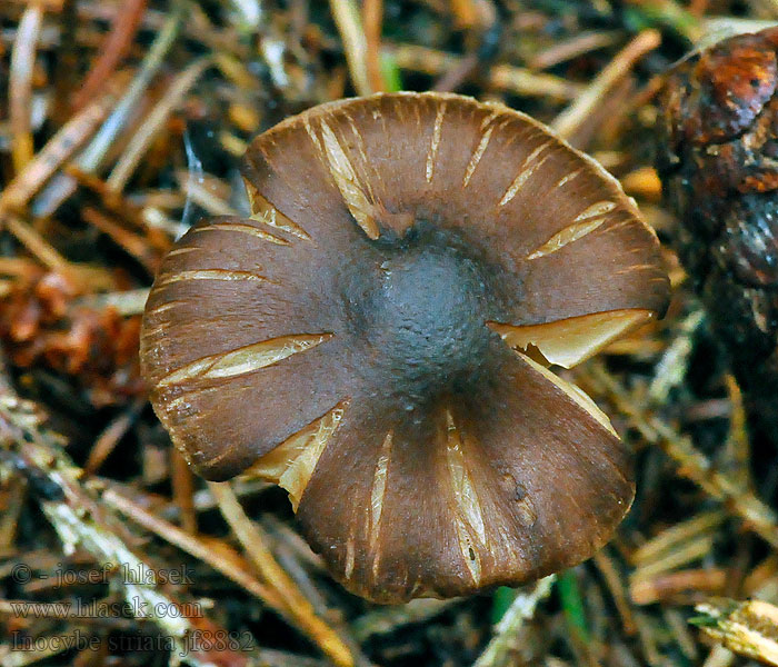 Vláknice žíhaná Inocybe striata