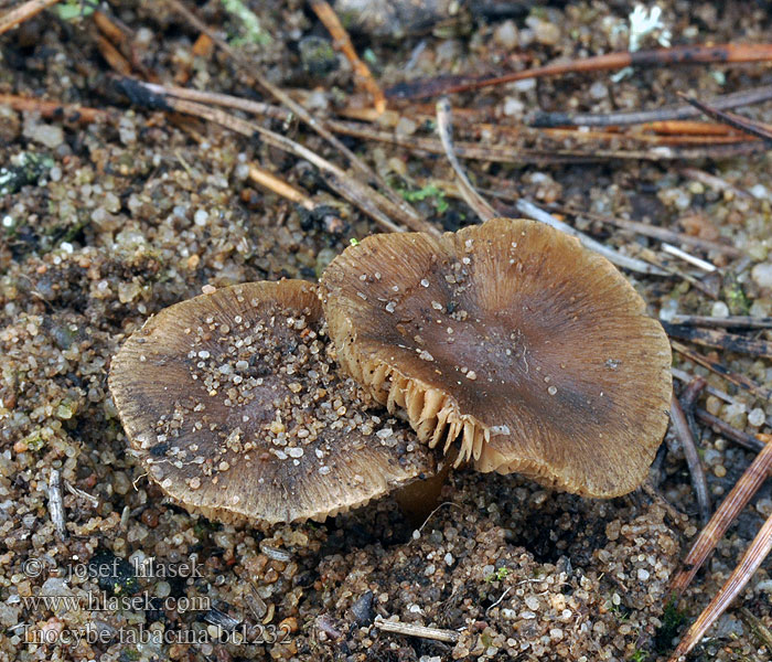 Inocybe tabacina Auwaldrisspilz