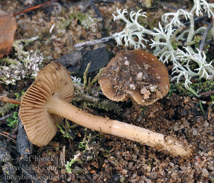 Inocybe tabacina Strzępiak tabaczkowy