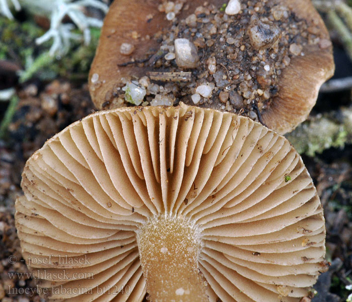 Inocybe tabacina Vitenskapelig