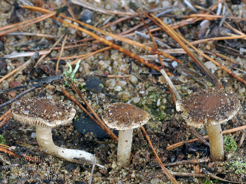 Inocybe tabacina Волоконница табачная