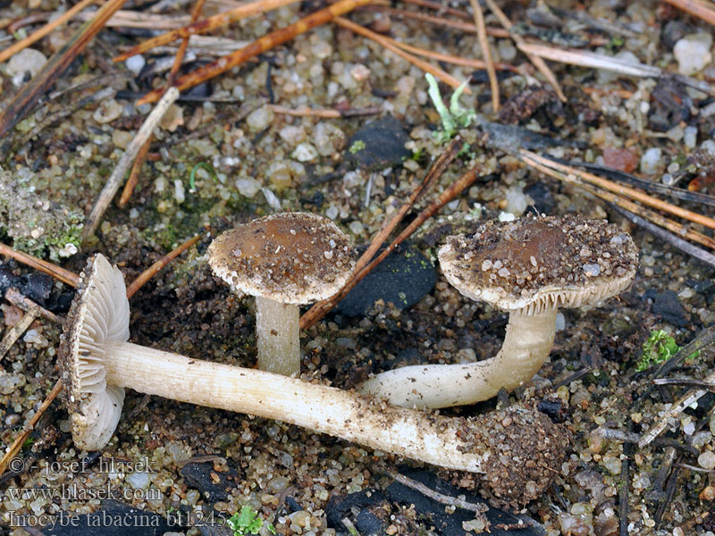 Auwaldrisspilz Inocybe tabacina