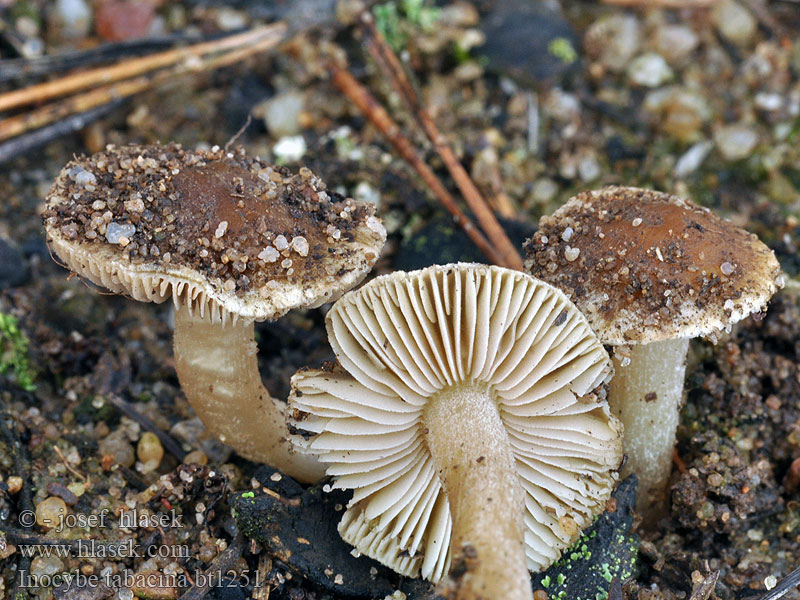 Strzępiak tabaczkowy Inocybe tabacina