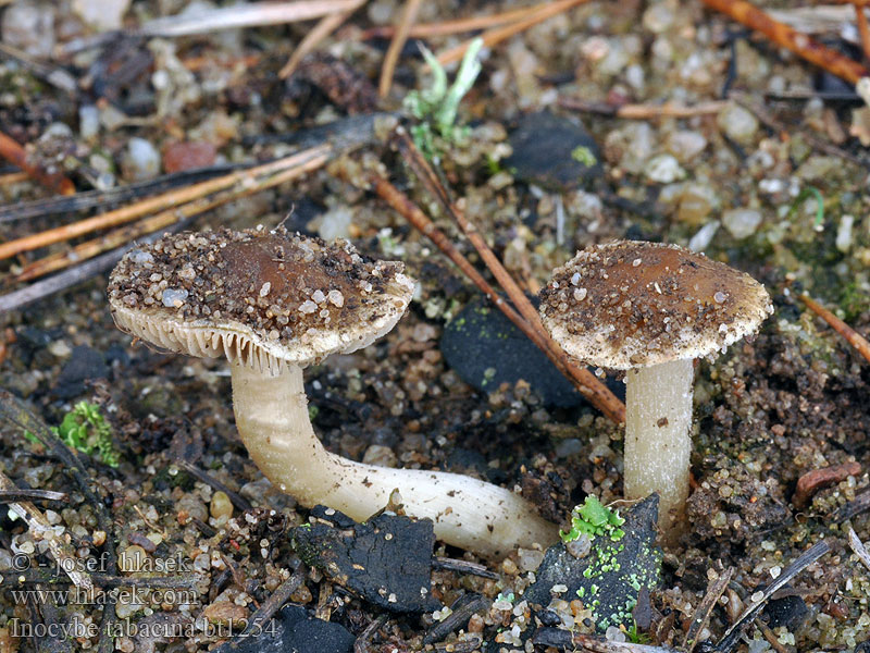 Vitenskapelig Волоконница табачная Inocybe tabacina