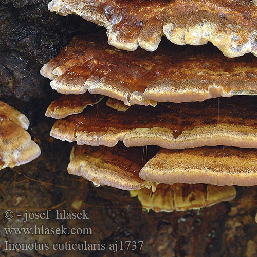 Inonotus cuticularis Polyporus Clustered Bracket Błyskoporek skórzasty włóknouszek Rezavec kožnatý Kroghåret spejlporesvamp Flacher Schillerporling Skillerticka: Pikkukarvakääpä Askerslørsopp Ryšavec kôrovitý