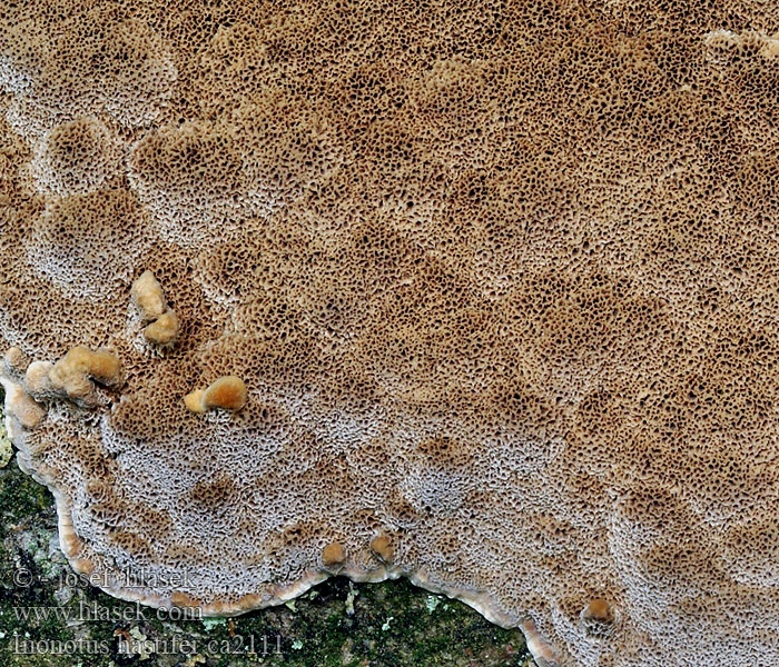 Inonotus hastifer Rezavec horský Vielgestaltiger Schillerporling